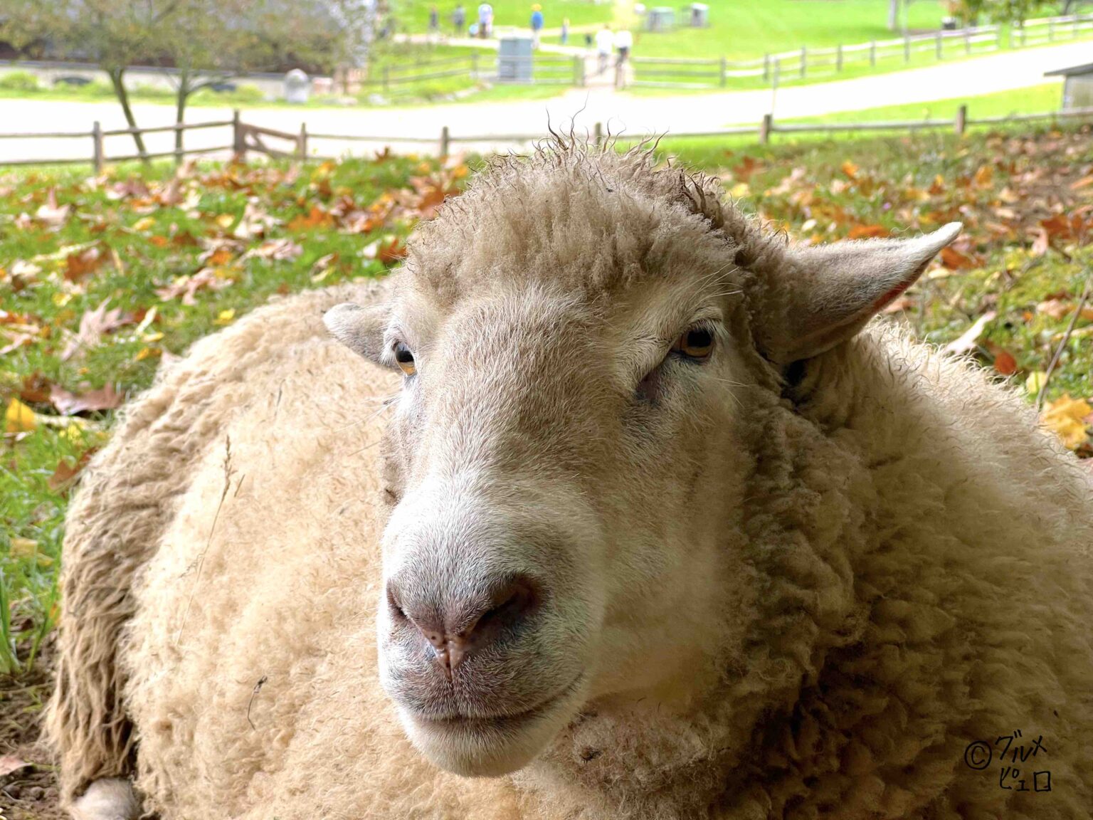 紅葉を観に行こう！絶景だらけの「バーモント州」最大都市バーリントンと紅葉の街ストウ【観光・グルメ情報】 グルメピエロ