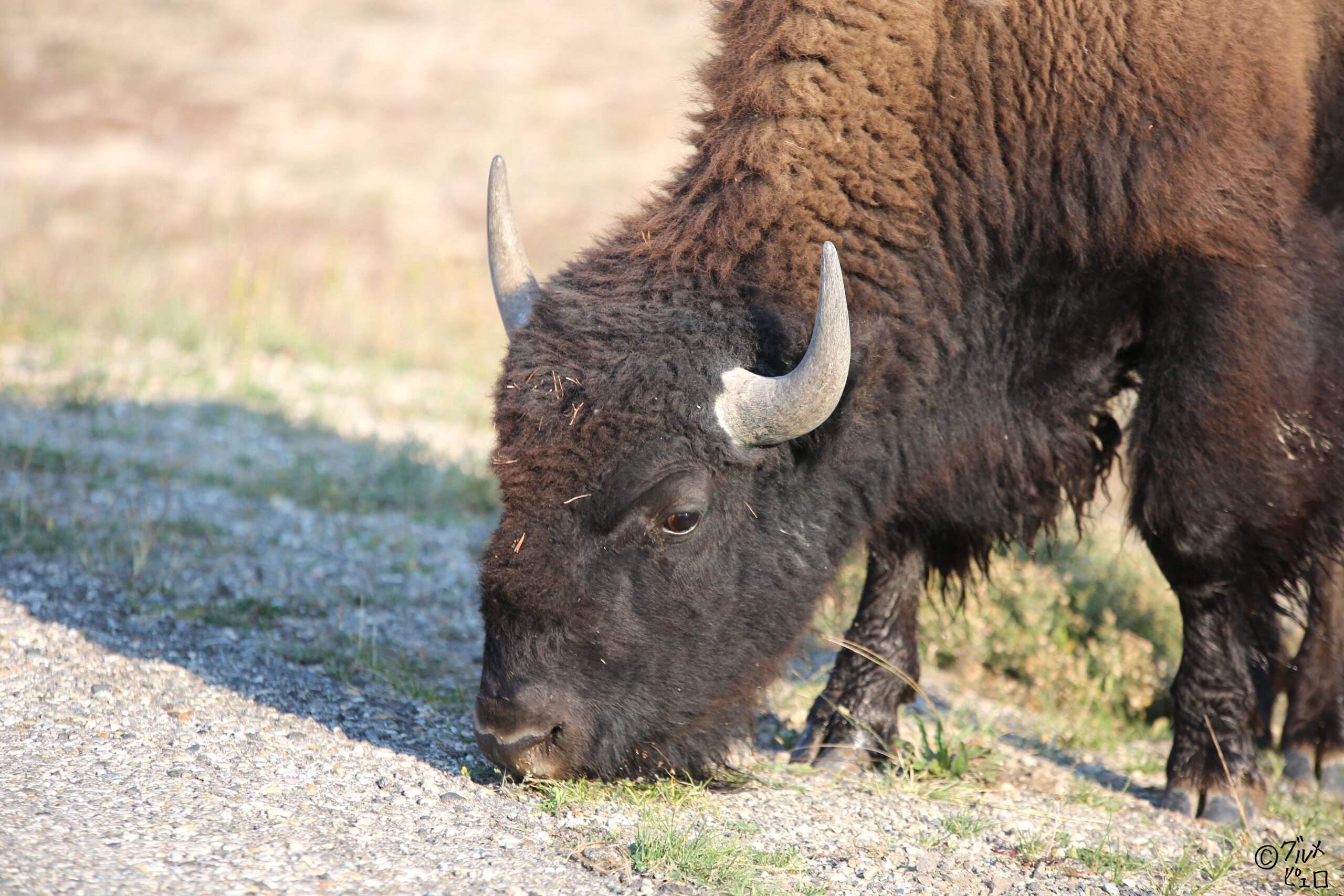 躍動する自然と動物 イエローストーン国立公園 の行き方 遊び方ガイド 死ぬ前に絶対に行きたい グルメピエロ