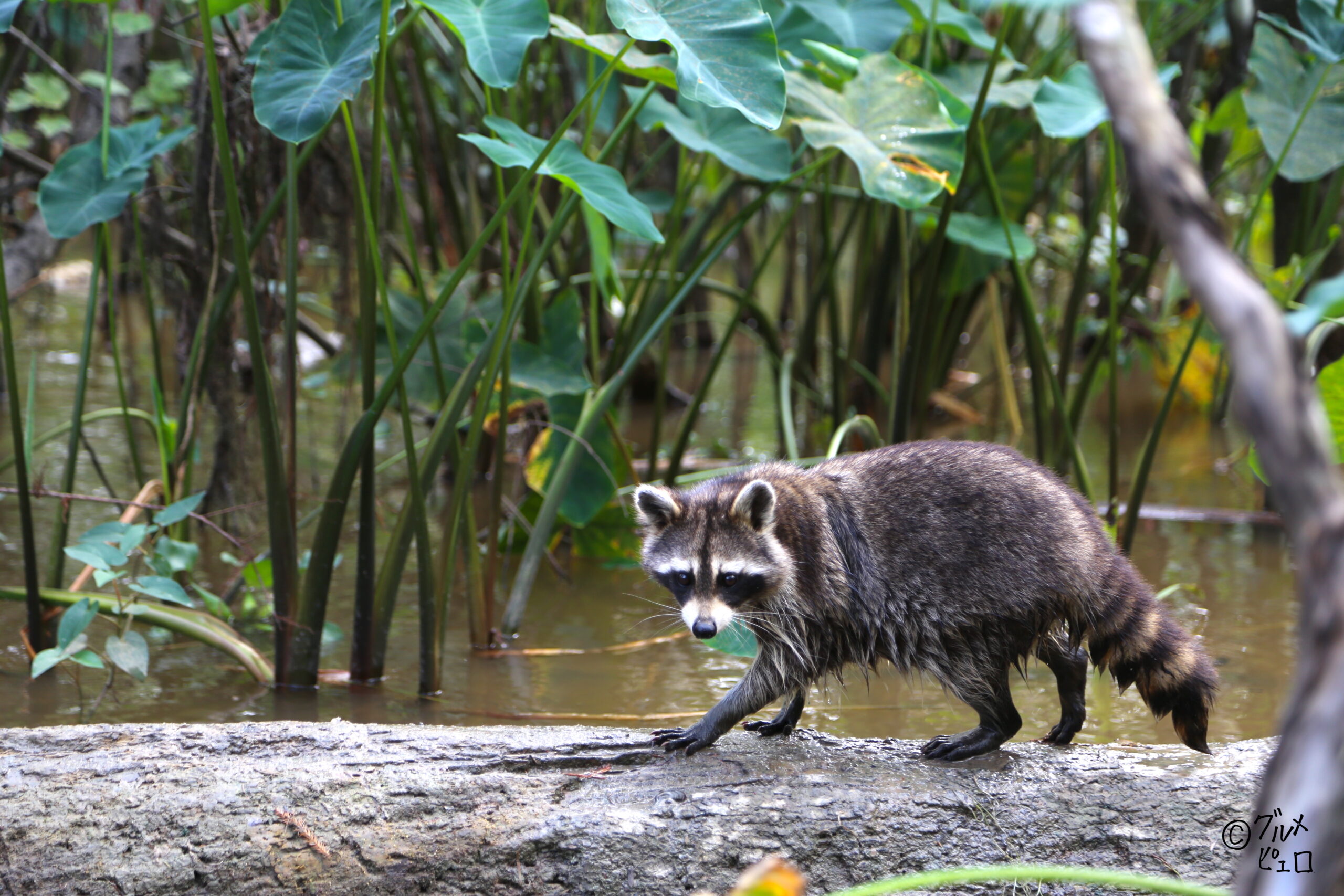 ニューオリンズ｜ワニにアライグマに猪も！？湿地帯を船で進む魅惑の