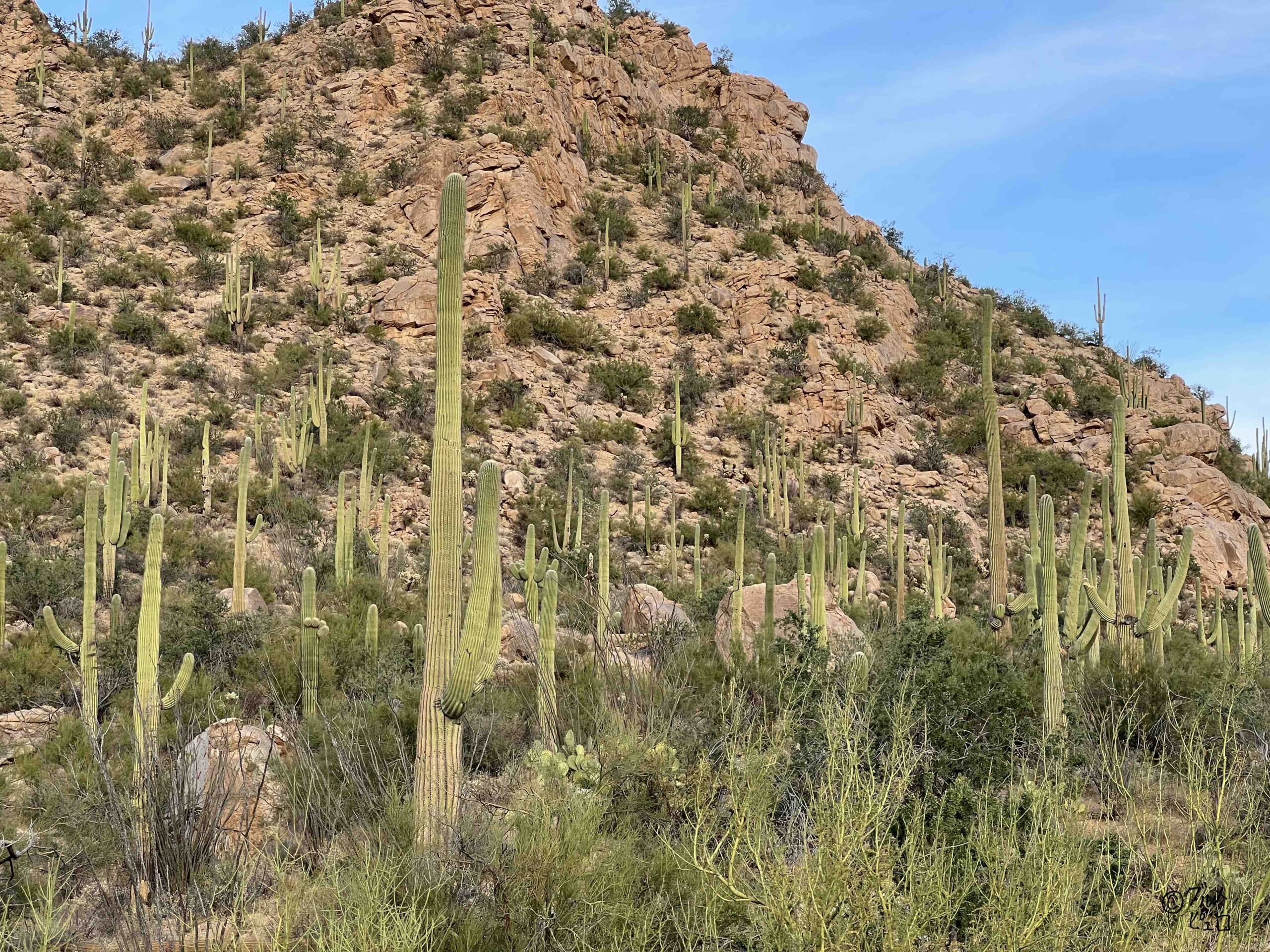 アリゾナ州のサボテン王国！異世界空間な「サワロ国立公園」の遊び方